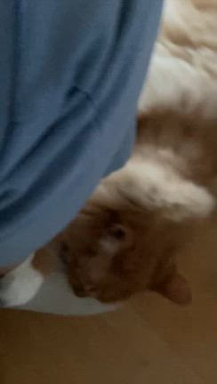 ５歳になりました(=^x^=)の記事動画