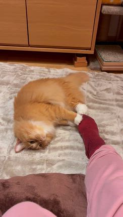 もうすぐ猫の日の記事動画