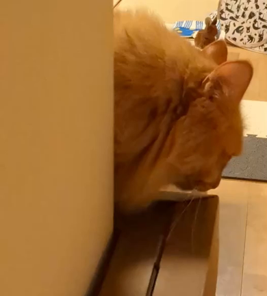 ”ねこのいる生活　4歳になりました”の記事動画