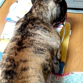 ラムちゃんの画像