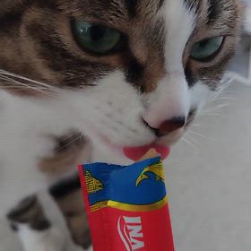 ちゅ～るの画像