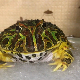 ベベ蔵とイチゴのごっくん？の画像