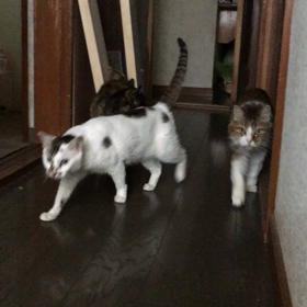スケバン？ゆとの画像