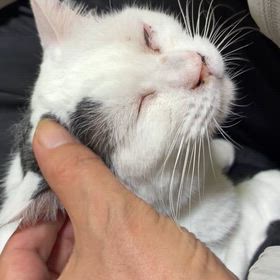 ルーニールールは健在の画像