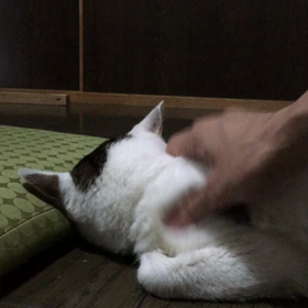 毛抜きにトライの画像