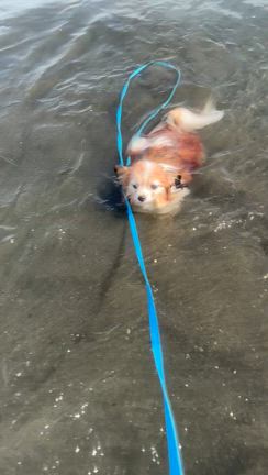 犬のようちえん❗️湘南教室、10月２日(木)♪の記事動画