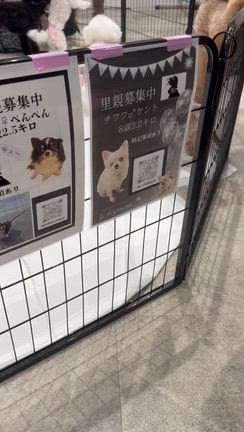 関内のエール・アンジュさんで、BJ dog rescueさんの譲渡会❗️の記事動画