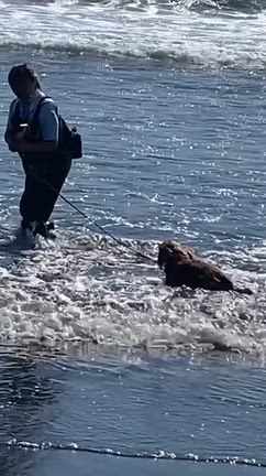 犬のようちえん❗️湘南教室、8日(木)♪の記事動画