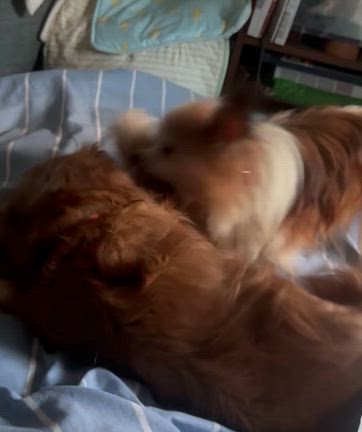 犬のようちえん❗️湘南教室、8月4日(火)♪の記事動画