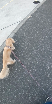 お泊まり保育のcocoちゃんの記事動画