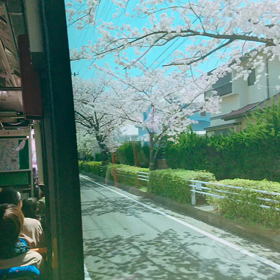 桜見納めの画像