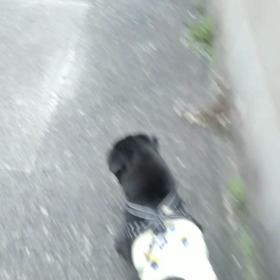 ひよ子お散歩は楽しいの画像