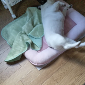 フロントラインしたの画像