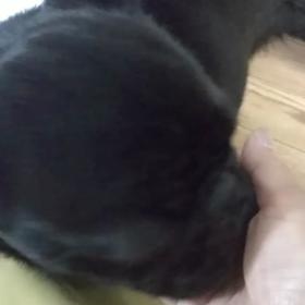 フー子パワー全開の画像