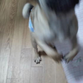 ヒヨ～ごはんだよぉ～の画像