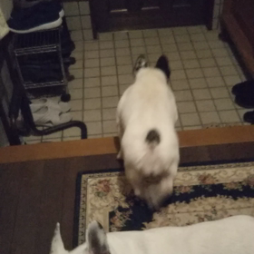 フー子番犬も出来るもん‼️の画像