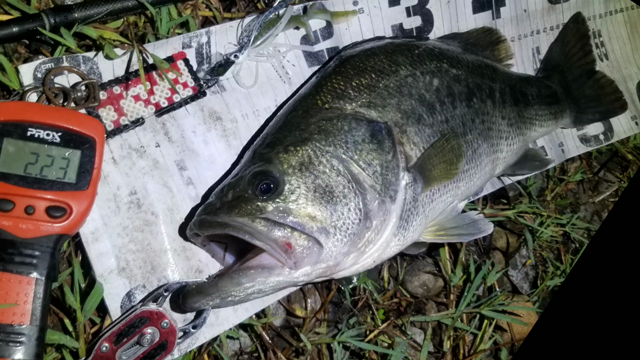 夏のギガノトで、62cm･4030g！の記事動画