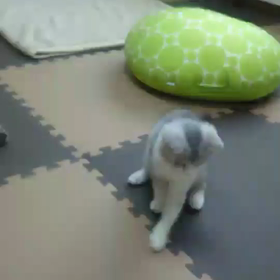 りーちゃん(^-^)の画像