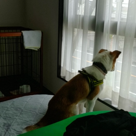 見守りサービスの画像