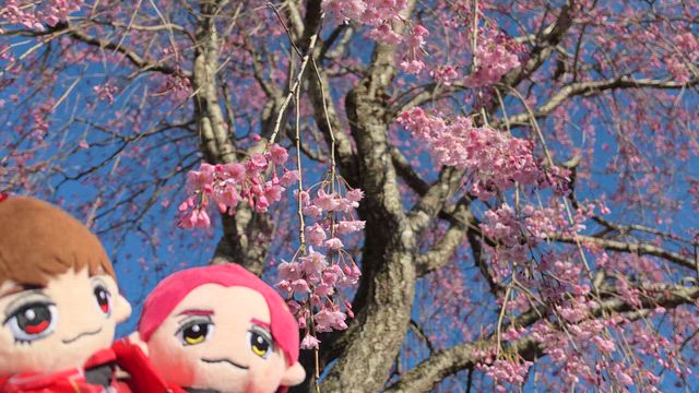桜の記事動画
