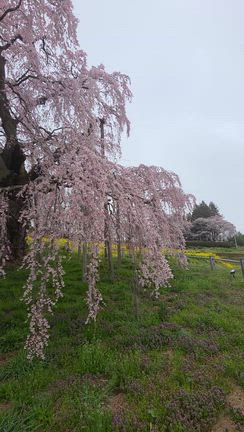 桜の記事動画