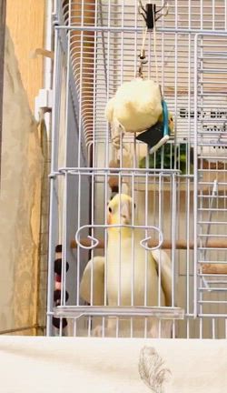 コザクラあーちゃんとオカメインコさん。の記事動画