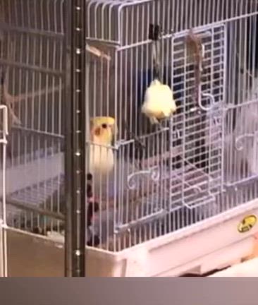 お久しぶりの文鳥さん、コザクラさん、お預かり中のみなさんの記事動画