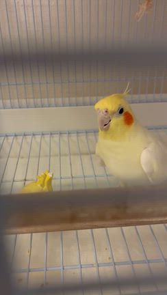 あーちゃん、オカメさん、十姉妹さん、セキセイさんの記事動画