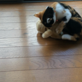 ミコット対ロボ犬の画像