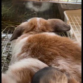 うさぎの寝姿の画像