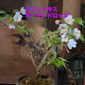 夜桜の画像