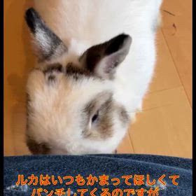 ルカとワシャワシャ！！の画像
