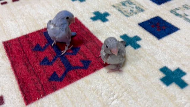 嵐さん素敵でした＆雛ちゃん預かってます(*^^*)の記事動画