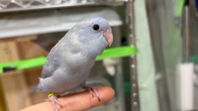 マメルリハ雛 コバルトパステル男の子 里親さま募集中です！の記事動画