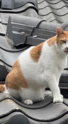 猫と繁昌亭の記事動画