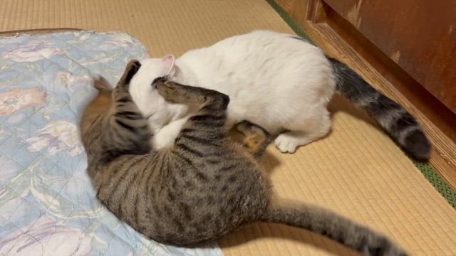 悪ガキ寅次の記事動画