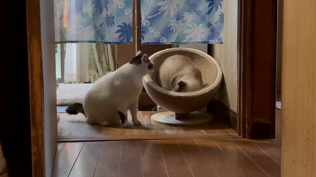 今日は暖かしの記事動画