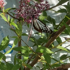 今週色んなことがありました。の画像