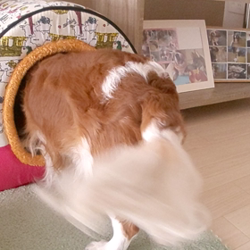 日常の画像