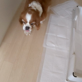 続けての投稿です。左後ろ足の感じの画像