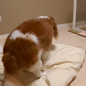 ホリホリ動画の画像