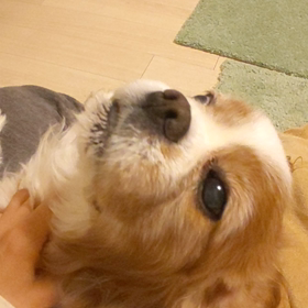 お返しの画像