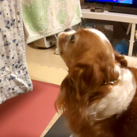 くださいの画像