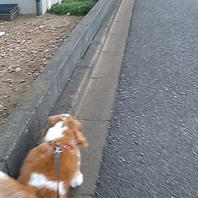 はつ動画の画像