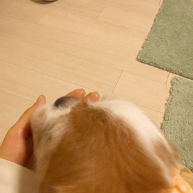孝行エルぽんの画像