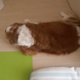 いたずらの画像