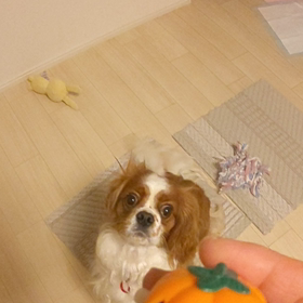 デジと遊びの画像