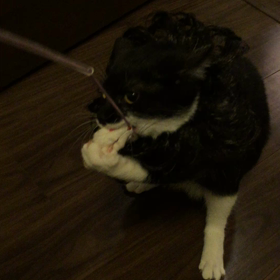 このおもちゃは大好きだにゃんの画像