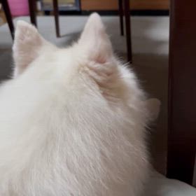 苦手なのの画像