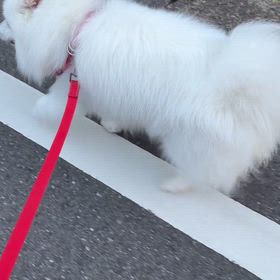 お散歩がの画像